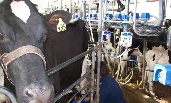 En menos tambos se produce más y mejor leche