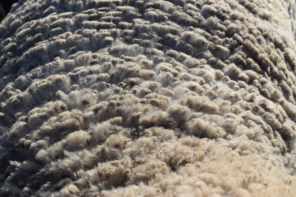 Mercado lanero y el de la carne ovina con indicadores estimulantes.