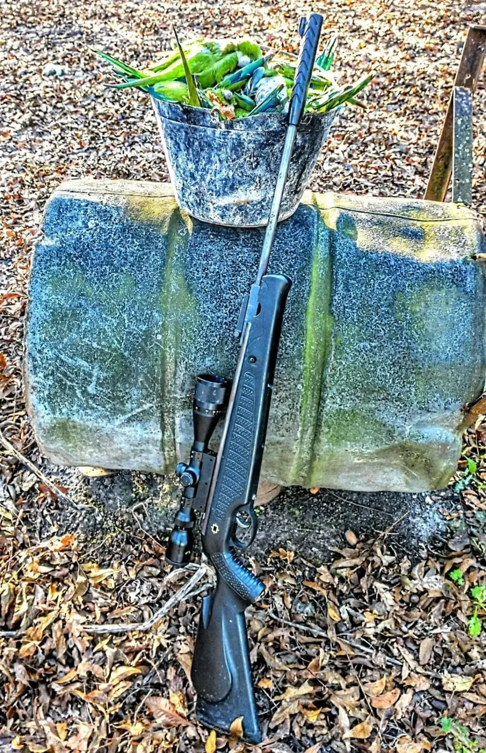 Con un experimento los hermanos Josman lograron bajar de 50 a 10% la pérdida de producción por daños de aves plagas.