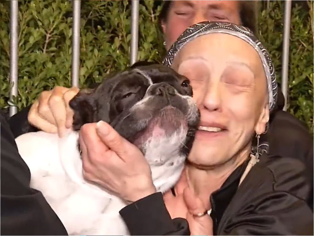 Encontraron a Darko, el perro bulldog francés que fue robado en el Parque Rodó