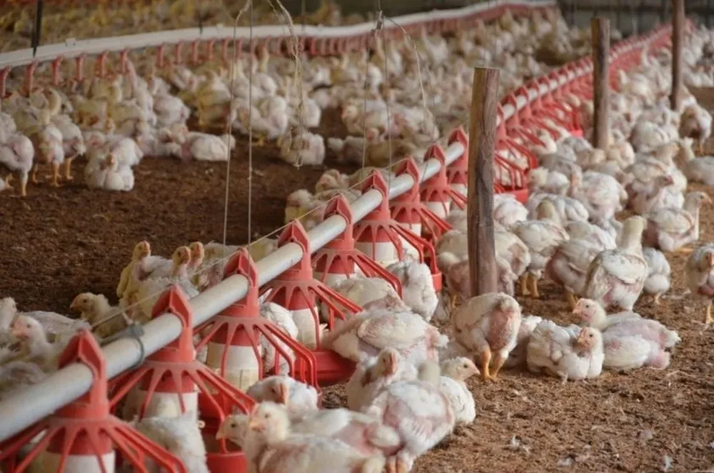 Sector avícola: granja de engorde para abastecer a la industria avícola en Uruguay.