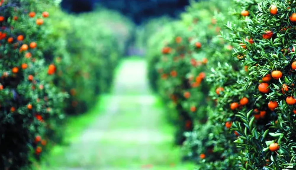 La certificación de plantas es clave para prevenir el HLB