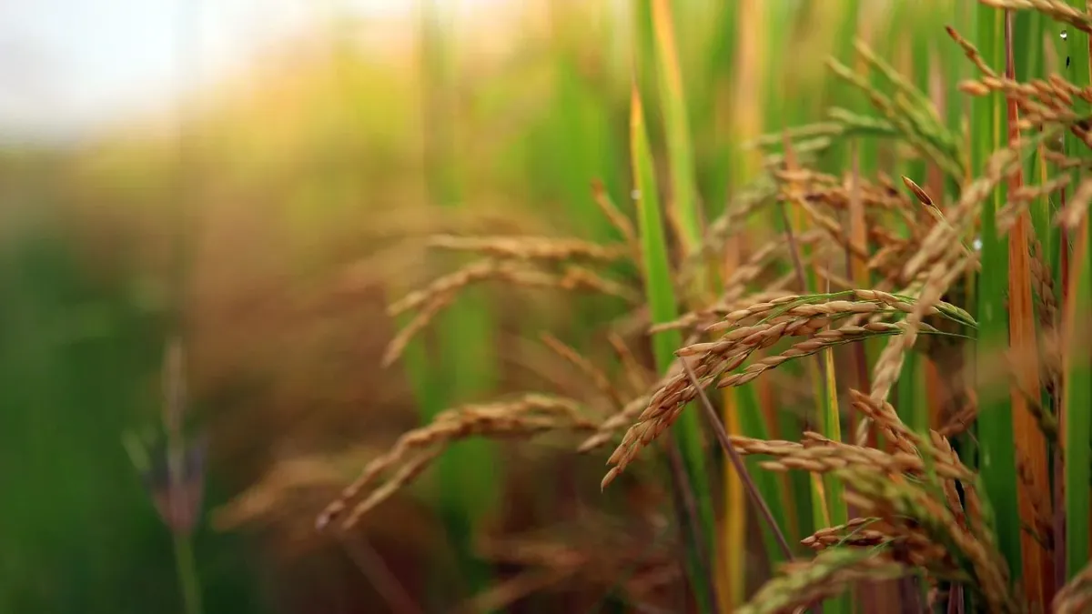 No hay paz en el arroz y a pocos días de una cosecha récord reviven temores históricos