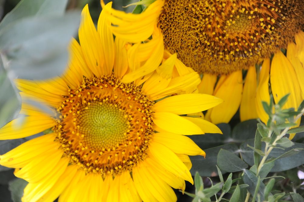 Inauguración de la cosecha de girasol.