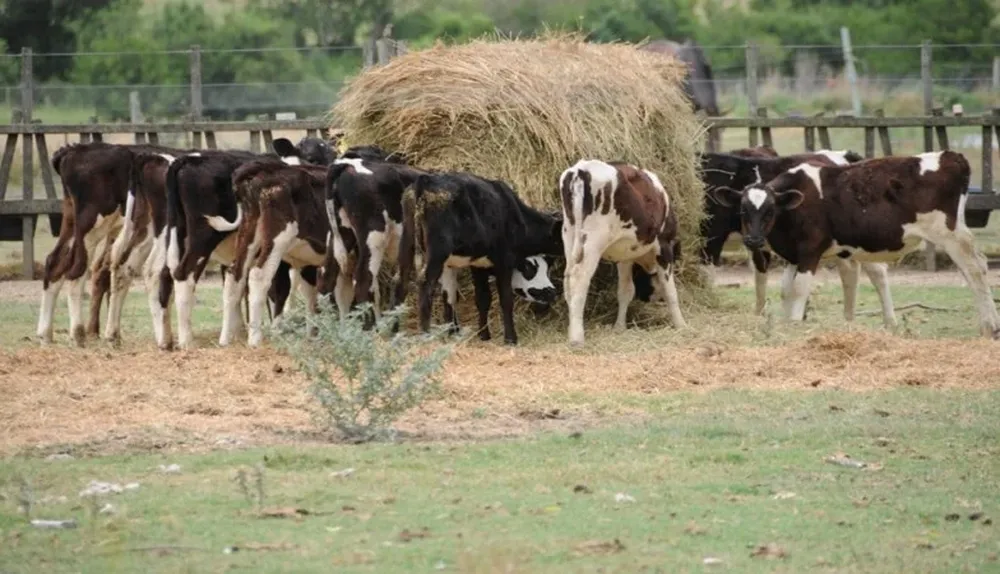 Los productores apelan a las reservas forrajeras