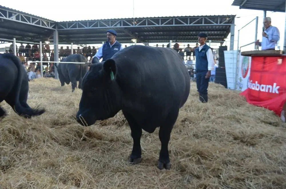Hubo una demanda sobresaliente por los toros Angus y Brangus de cabaña Macedo