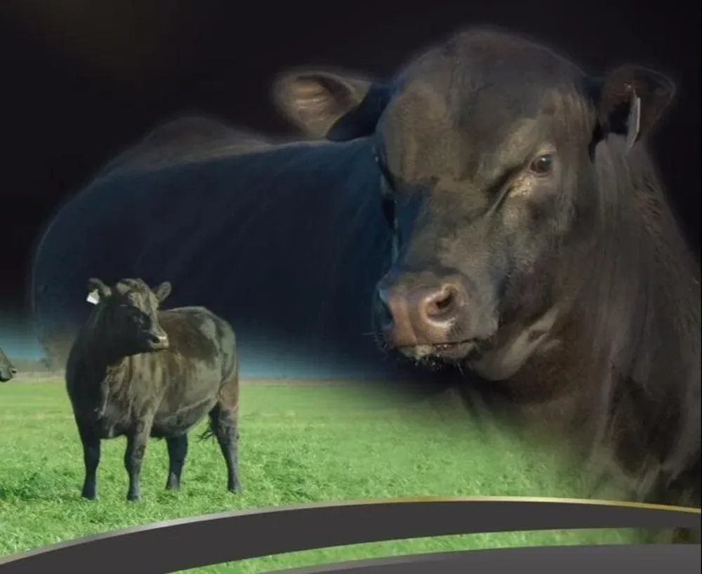 El remate OBT Premium Black se hará en Artigas.