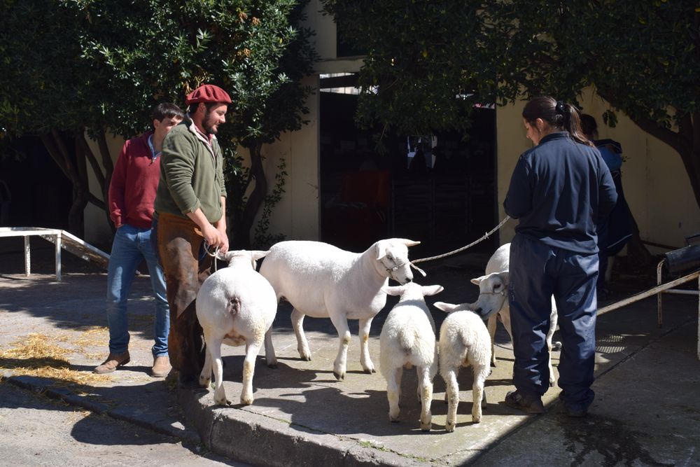 Mercado lanero y de carne ovina con flechas hacia arriba justo cuando los reproductos de elite van llegando a las juras de la Expo Rural del Prado.