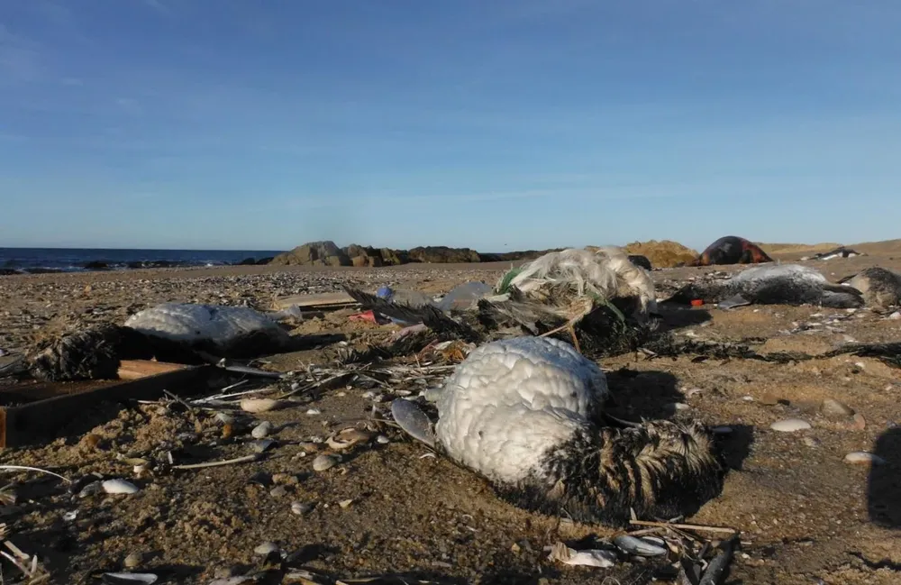 Animales muertos en la costa de José Ignacio