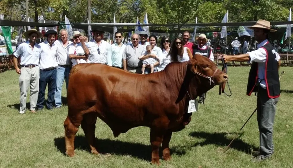 El Gran Campeón Brangus de la Expo Durazno 2015