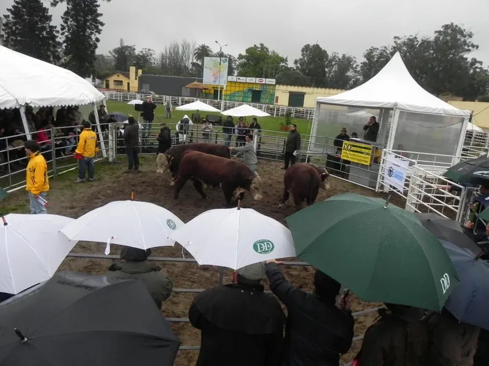 El año pasado Daniel Dutra remató bajo lluvia y el precio promedio fue el más alto de la zafra