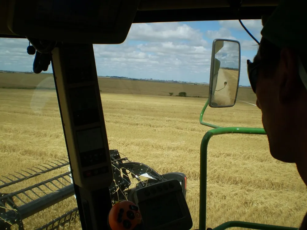 El área de trigo volverá a liderar en una zafra de invierno que se proyecta sobre una superficie similar a la que fue récord en 2022, pese al tropiezo de la sequía.