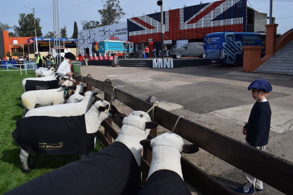 Hampshire Down, los caramora, la raza ovina con más animales en la Expo Prado desde 2022.