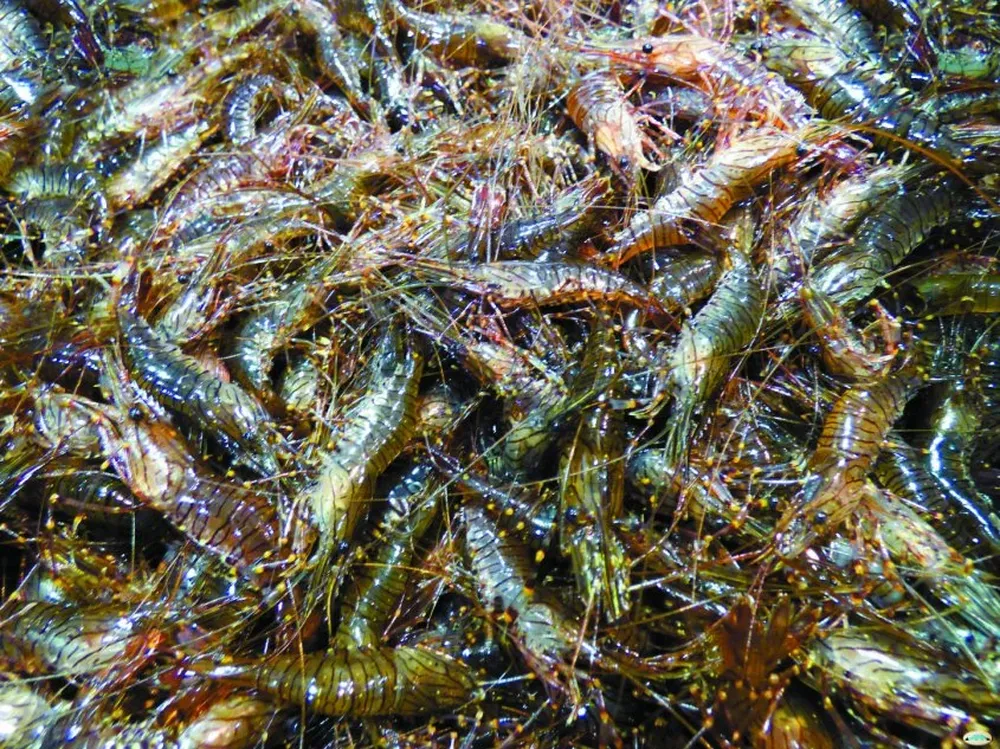 Los camarones son lo más demandado dentro de los frutos de mar.