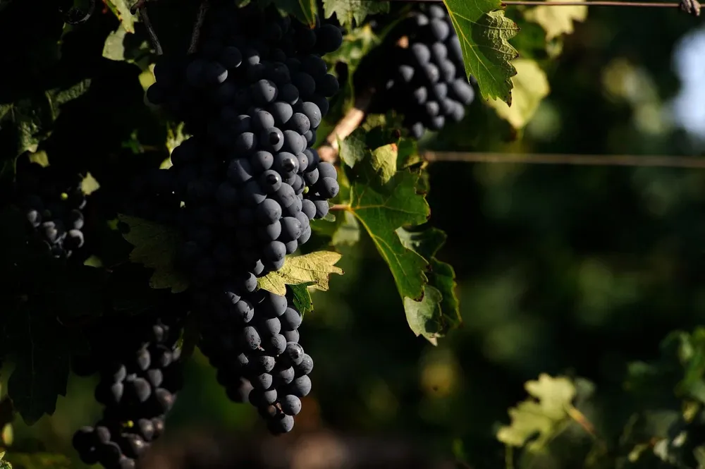 La apuesta de muchas bodegas es asegurar la calidad de sus cepas, más allá del Malbec, la uva insignia argentina. 