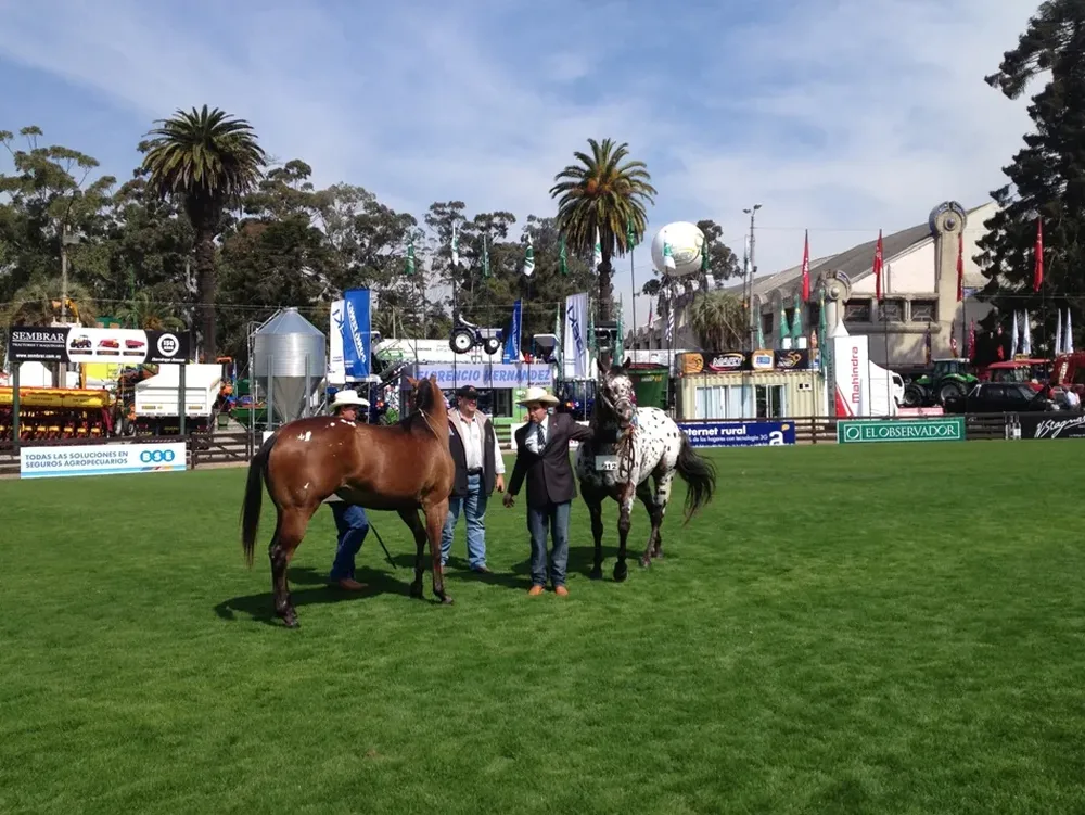 La Gran Campeona y el Gran Campeón de los Appaloosa