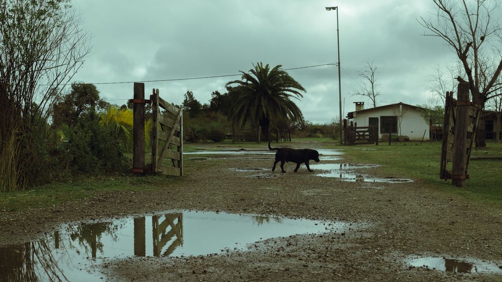 Perros sueltos: un problema, incluso sanitario, con base en varias zoonosis.