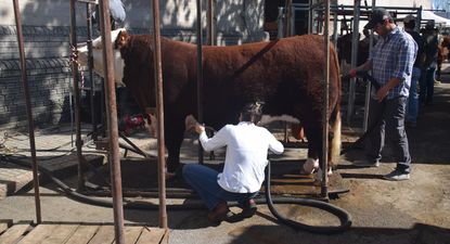 Expo Rural Prado: lleno en los galpones y en la muestra agroindustrial y comercial.