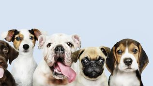 La presencia de mascotas en los hogares es un fenómeno notable a nivel global.