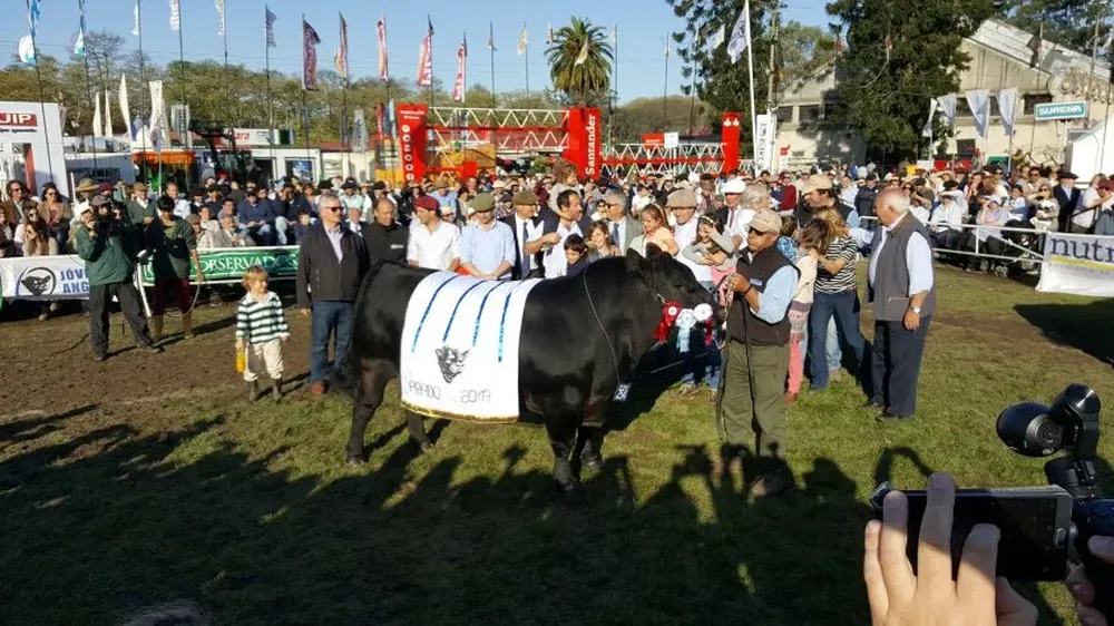 El mejor macho Angus de la Expo Prado 2017 llegó desde Cerro Largo