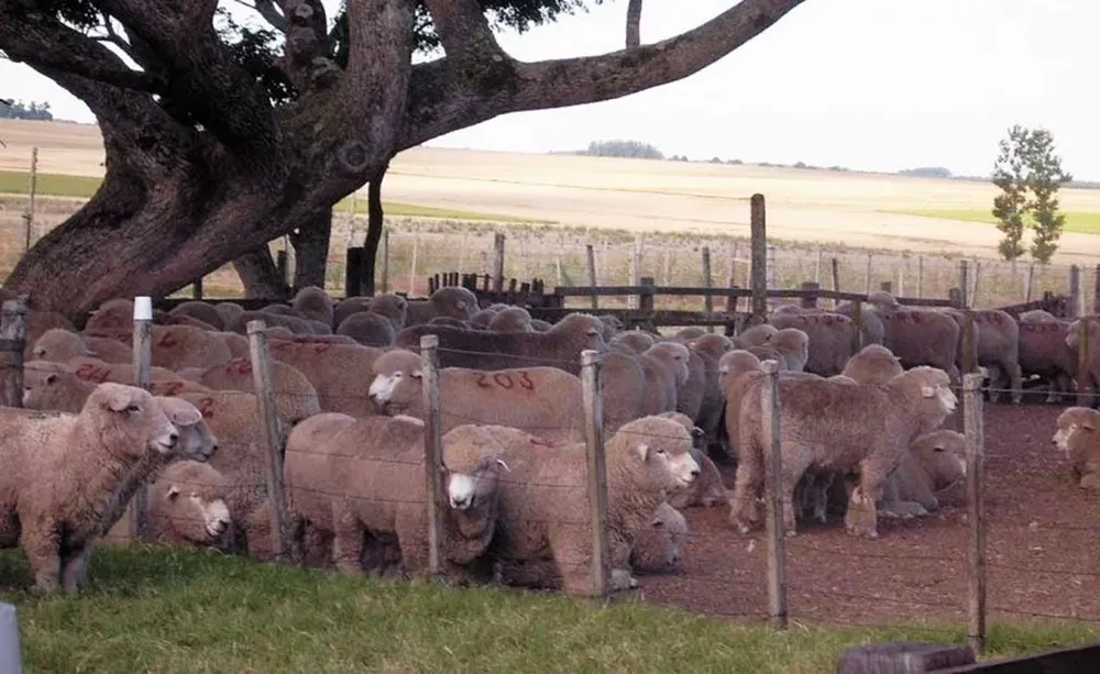 Para el SuL, hay potencial para incrementar la producción ovina en el país