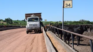 Terminación de ganados en corrales.