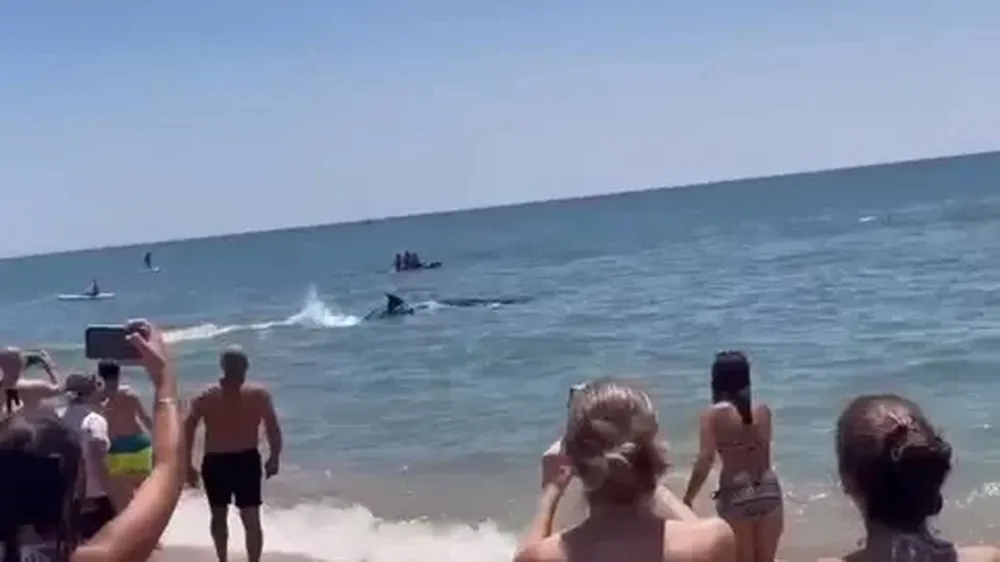 Una orca en la playa La Antilla de Huelva