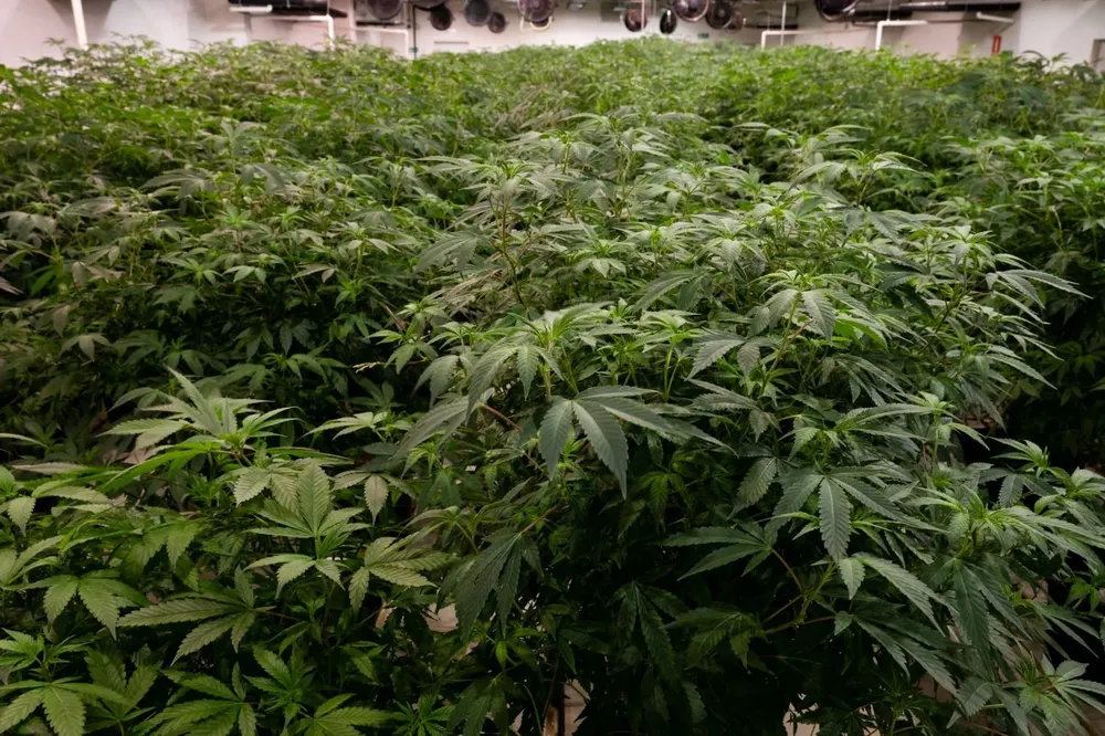 Berlín anunció la decisión.