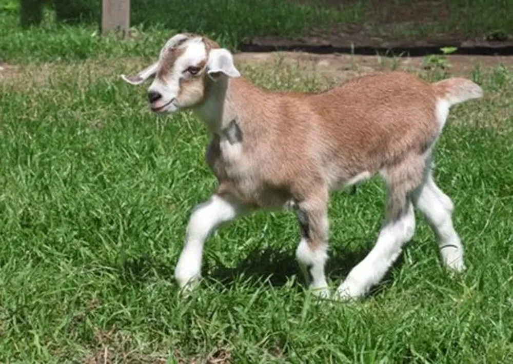 La cabra clonada Gluca