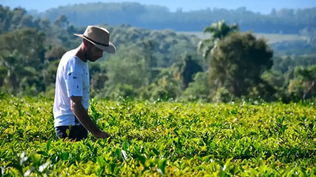 Una nueva yerba mate comienza a destacarse como una de las mejores de Argentina.