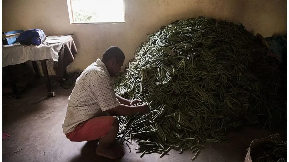 La vainilla es uno de los productos que vale más que la plata.