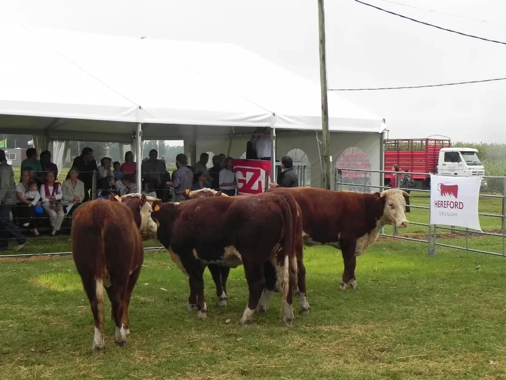 El Lote Campeón HS en el momento que Zambrano lo negoció