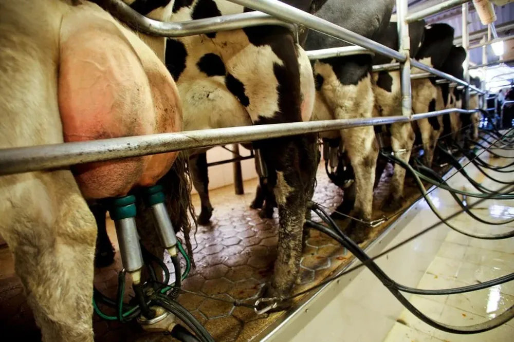 En países desarrollados ayudan a la economía lechera afectada por los mercados