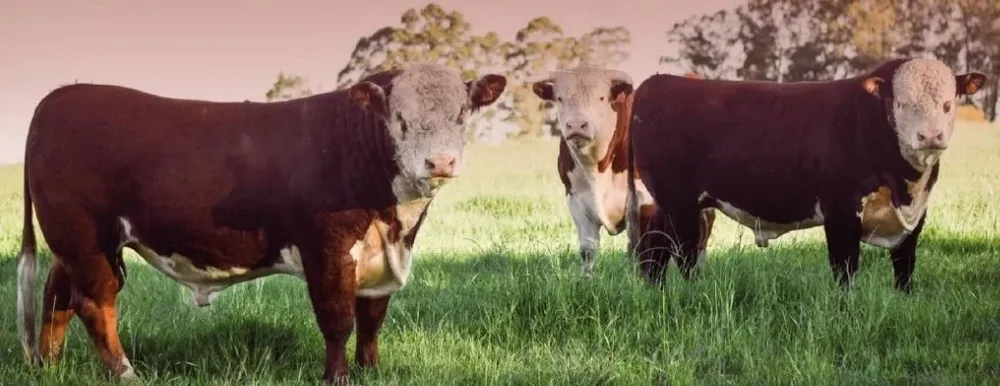 El remate se hará en el local Conventos.