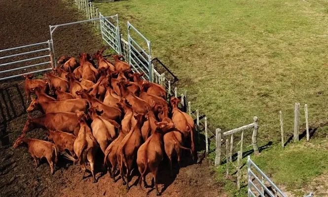 Censo General Agropecuario, instancia clave para tener como base datos actualizados y decidir mejor sobre las políticas agropecuarias.