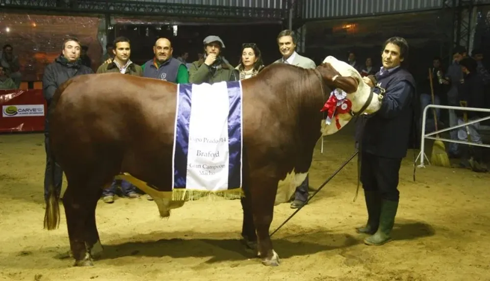 El Gran Campeón Braford de La Perdíz
