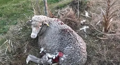 Brutal ataque de perros a una majada Merino de alta carga genética
