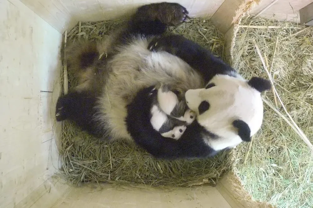 Dos crías de oso panda en el zoológico de Viena, Austria