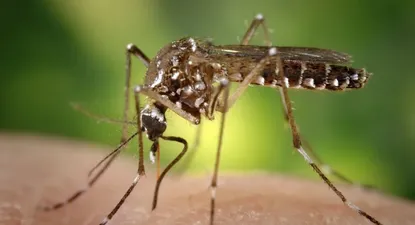dengue en uruguay: msp estudia si un fallecimiento en salto fue por la enfermedad