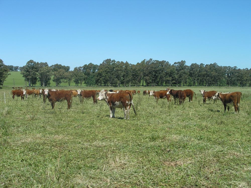 Novillos Hereford 01.jpg