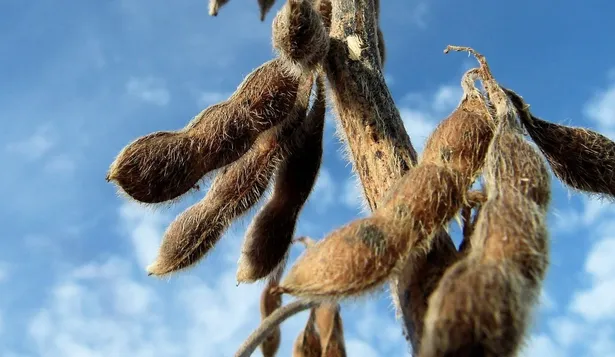 Granos: sigue la cosecha de soja en Uruguay, incluso en junio, por el atraso consecuencia de varias lluvias en otoño.