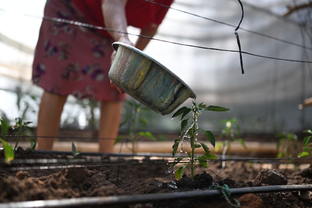 El Niño y su impacto: Vilma Ortiz, de 53 años, riega plantas de pimiento en un invernadero tipo túnel en su hogar de la aldea El Matazano, en San Simón, en el departamento de Morazán, El Salvador.