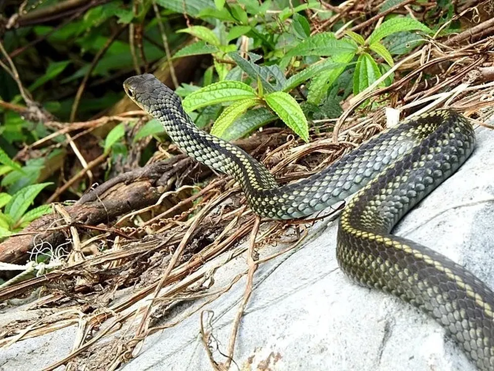 Científicos australianos viajaron a la amazonia donde se habían avistado serpientes de 7,5 metros y de 500 kilogramos. Podrían ser las más grandes del planeta.