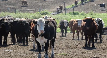 Caída de República Ganadera: buscan alternativa al concurso con auditoría de Conexión Ganadera ¿qué implica y cómo sigue el caso?