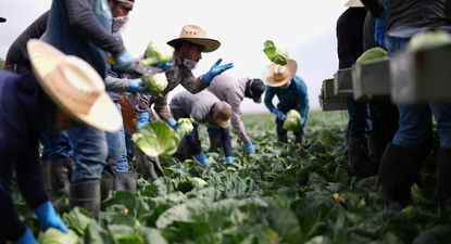 Giro en la política migratoria: la administración Trump detiene las redadas en granjas, hoteles y restaurantes