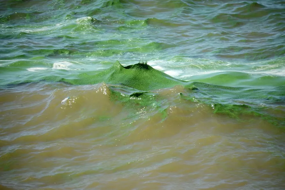 Foto de archivo de cianobacterias en playas de Uruguay