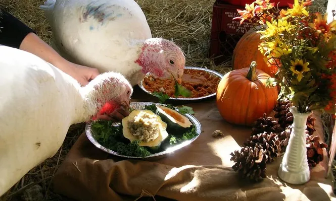 Entre pavos y compras