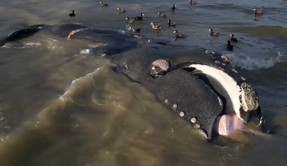 Ballena muerta en Rocha