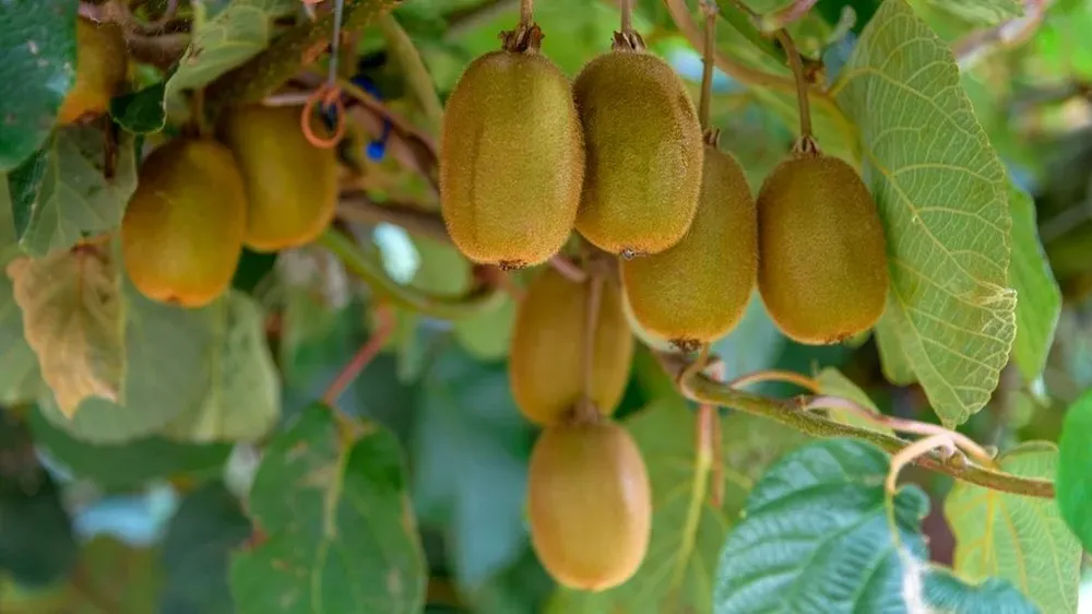 El kiwi es una de las frutas que podría verse afectada, en caso de que se produzca un brote.