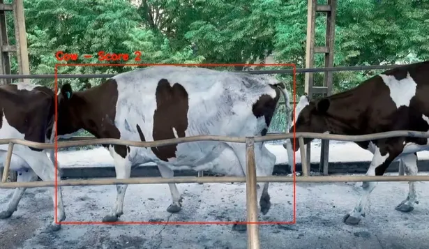 CowIA permite identificar vacunos con problemas de patas.